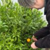 Botanical harvesting - mandarin leaves