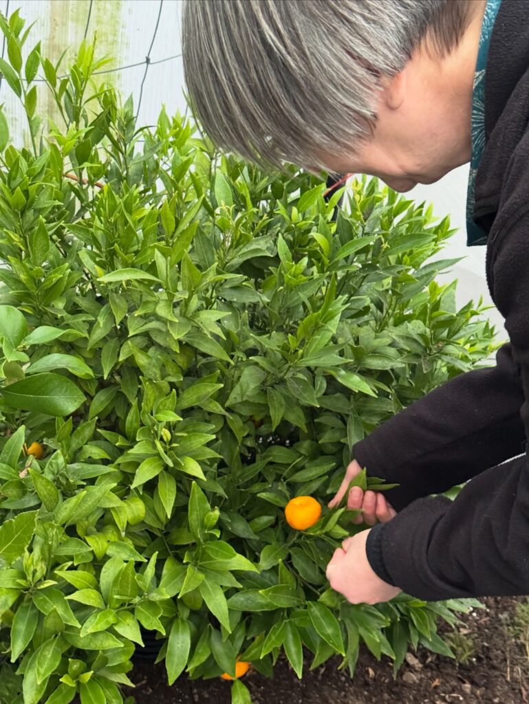 Botanical harvesting - mandarin leaves