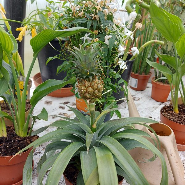 Pineapple growing in polytunnel